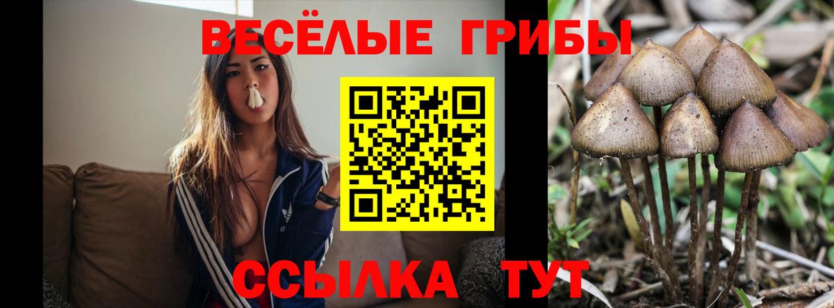 Усть-Джегута  Псилоцибиновые грибы Cubensis  Галлюциногенные грибы прущие грибы  Вход с VPN 